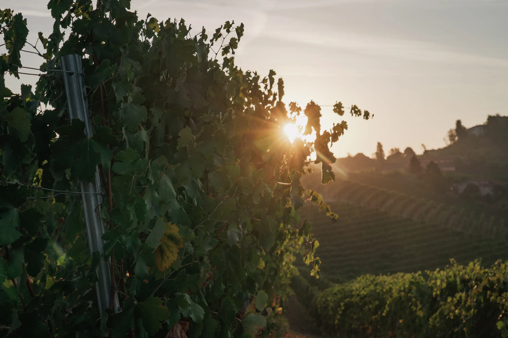 Nebbiolo ripening at sunrise on the Gallina cru