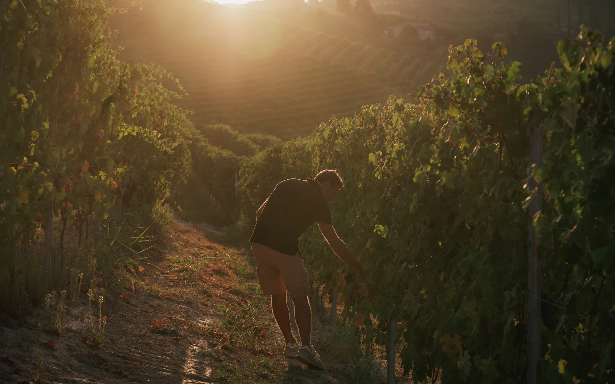 Andrea in the vineyard
