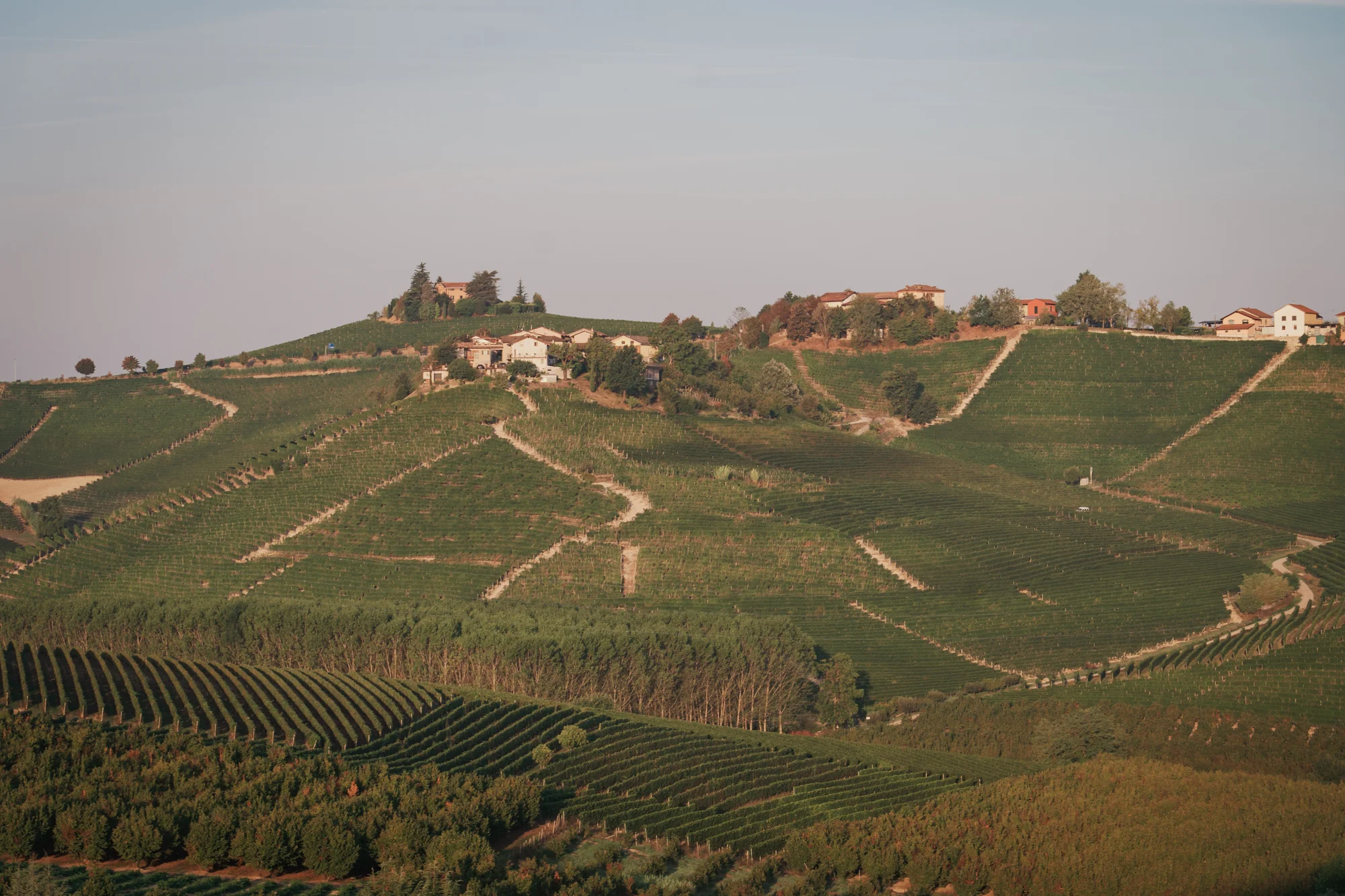 Vine rows across the Langhe hills