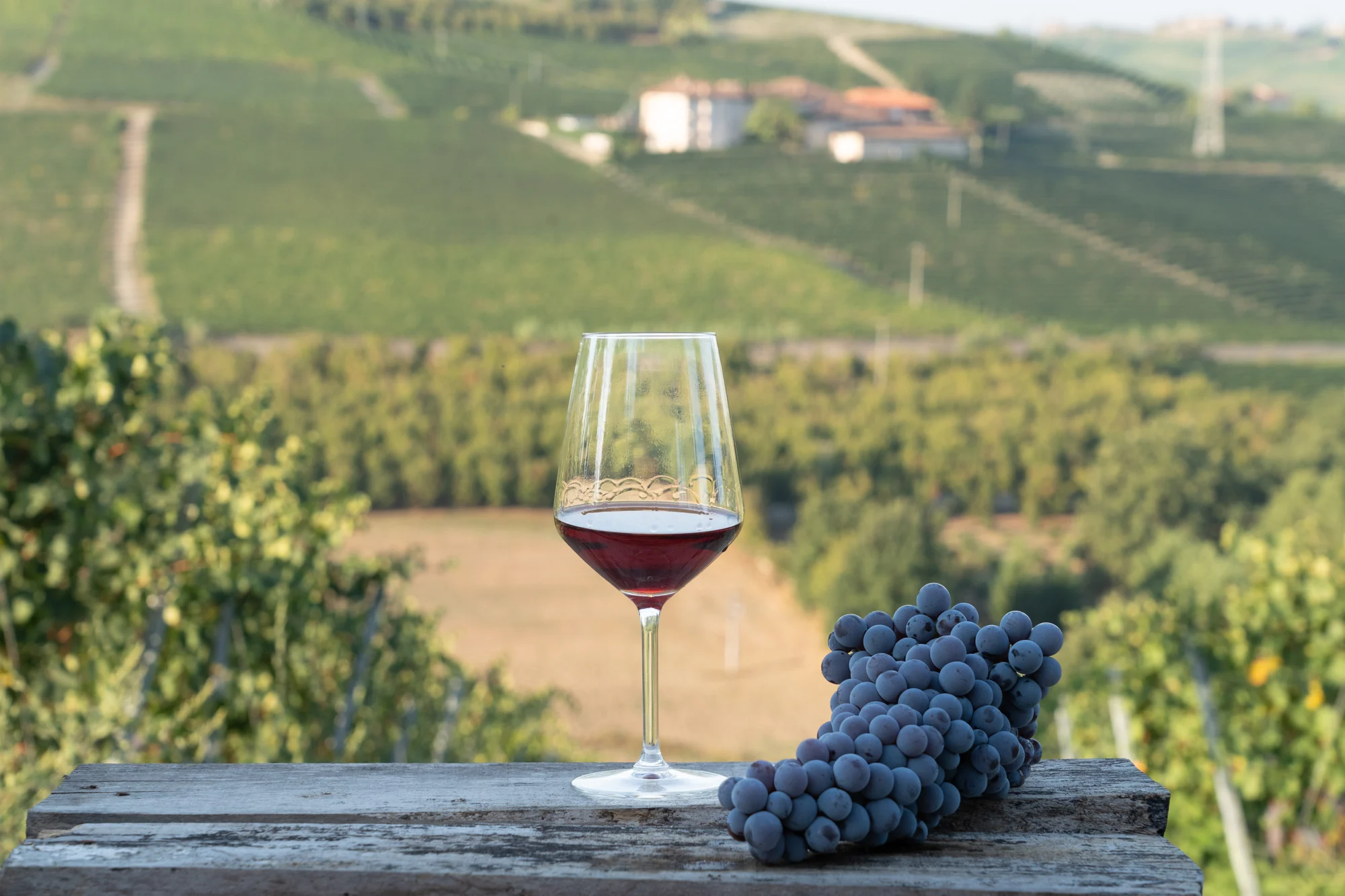 A glass of Barbaresco over the Gallina vineyards