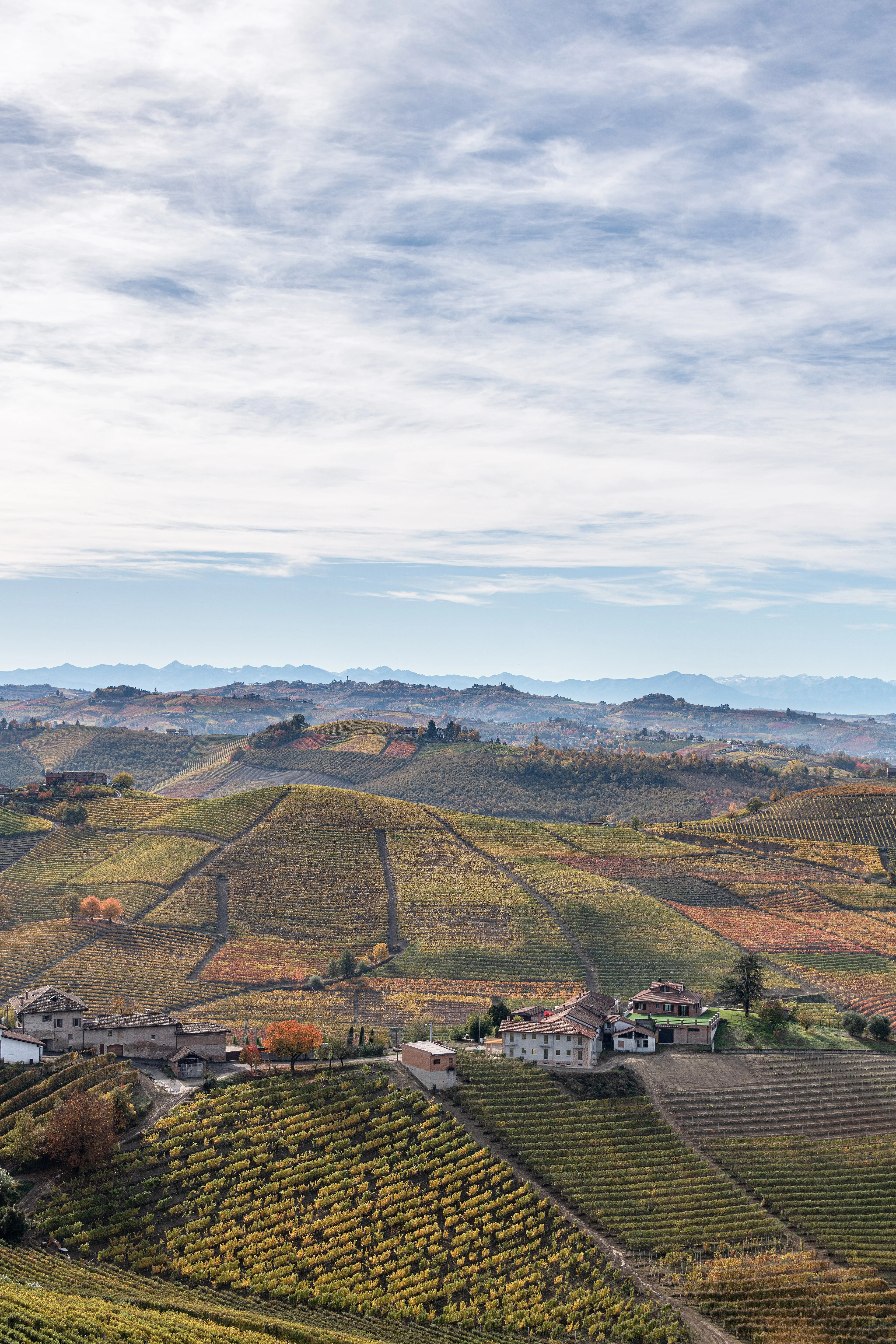 Autumn vineyards in Barbaresco